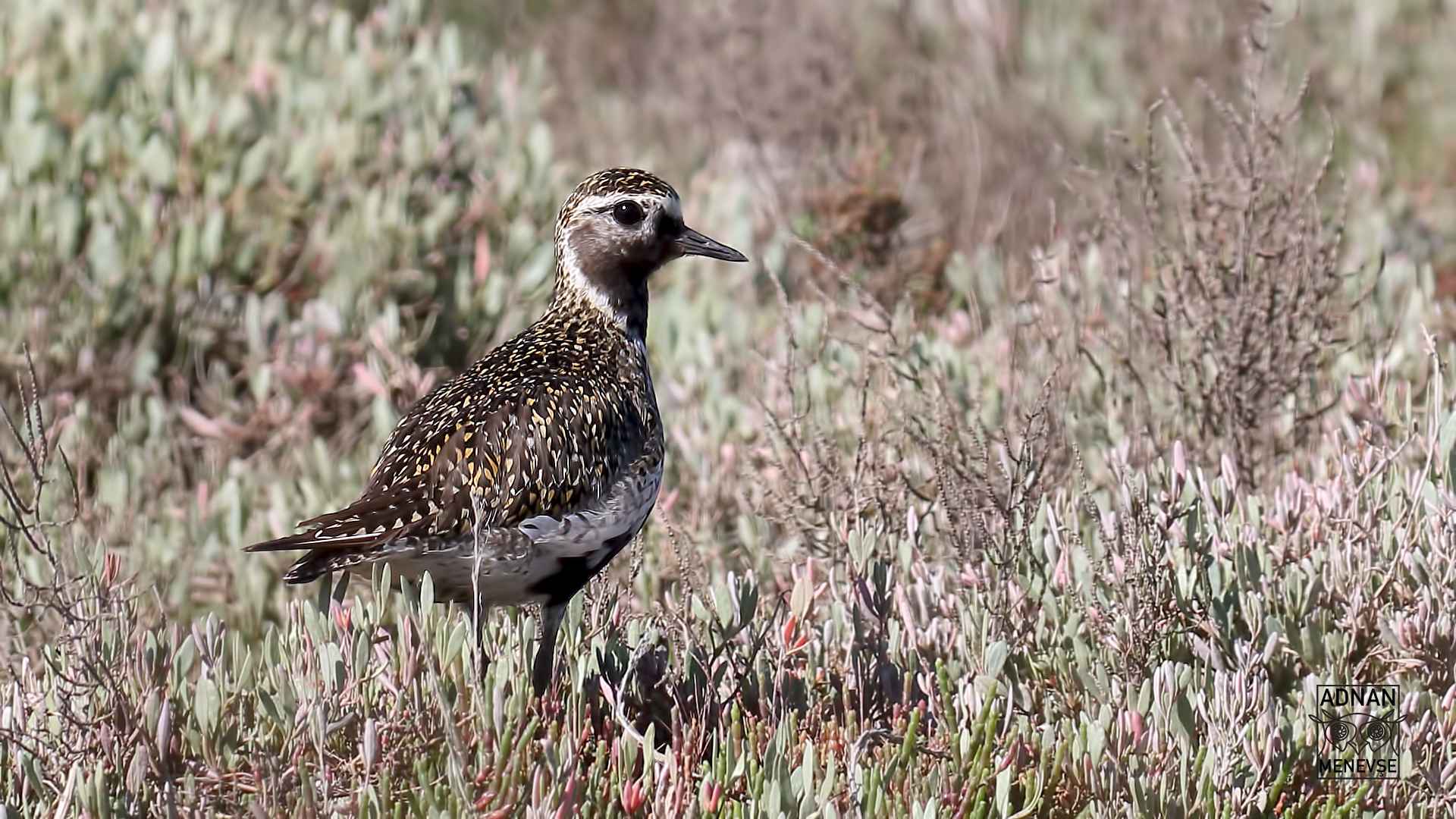 European Golden-Plover